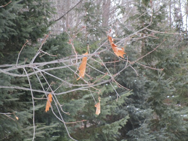 顽固的橡树叶图片下载