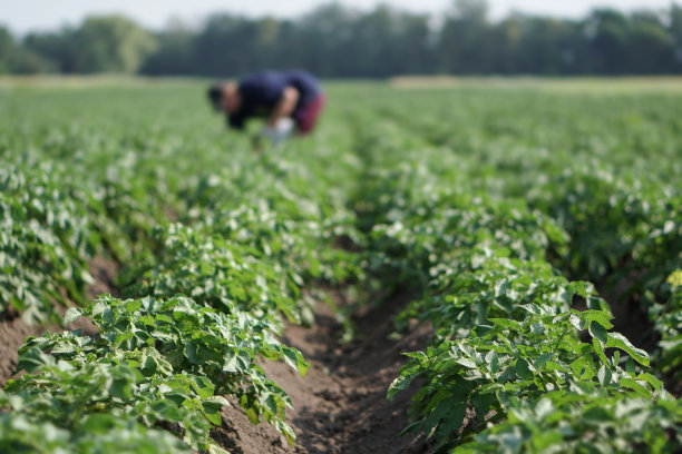 在成熟期间种植绿色的土豆。农村地区的工业企业。股票的背景,照片。图片下载
