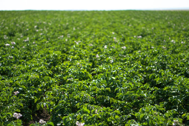 在成熟期间种植绿色的土豆。农村地区的工业企业。股票的背景,照片。图片下载