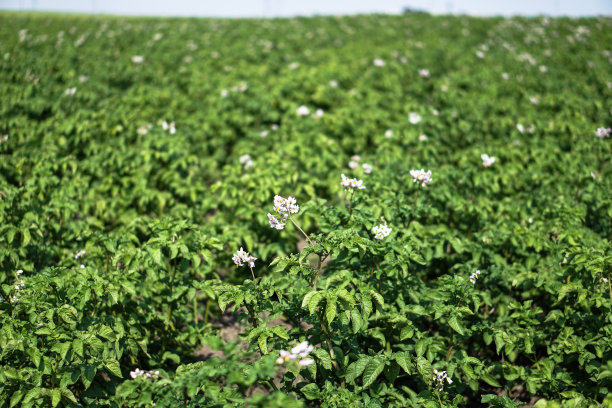 在成熟期间种植绿色的土豆。农村地区的工业企业。股票的背景,照片。图片下载