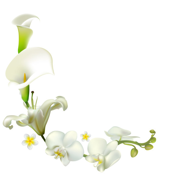 花。花的背景。兰花。热带花卉。Plumeria。百合花。卡拉斯。图片下载