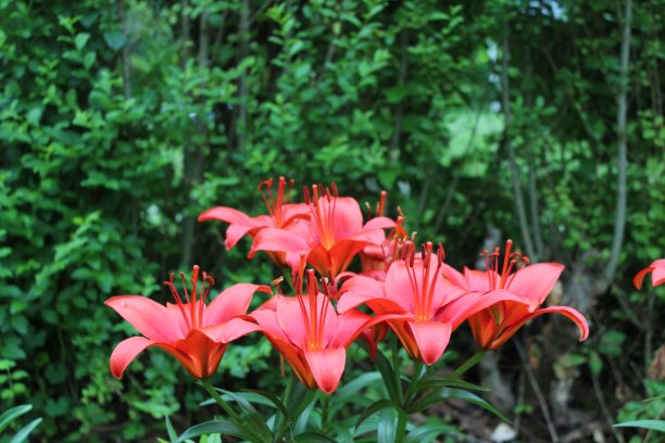 红橙色的黄花菜在春天开放图片下载