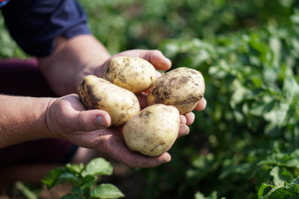 在成熟期间种植绿色的土豆。蔬菜在一个农民商人的手中。股票的背景,照片。图片下载