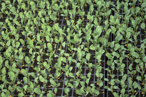 绿色幼苗的选择性特写。在一个有浇水植物的温室里的农场花园。股票的背景,照片图片下载