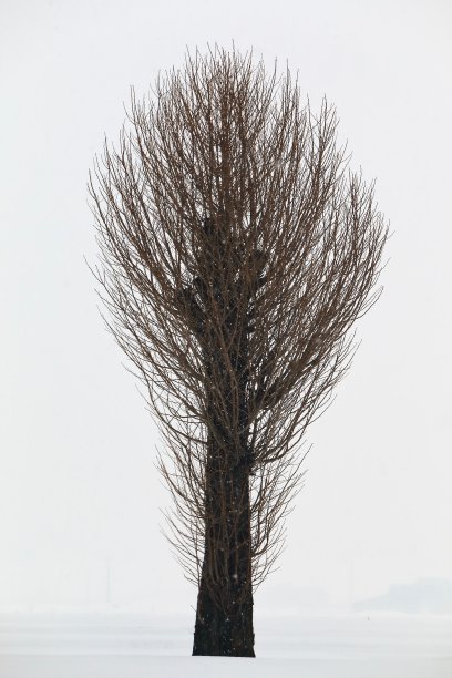 雪中的一棵树图片下载