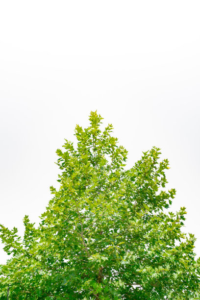 树
美丽可爱的绿树站在美丽的春天的田野
美丽可爱的绿树站在美丽的春天的田野图片下载