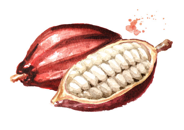 可可豆荚。超级食物。水彩手绘插图孤立的白色背景图片下载