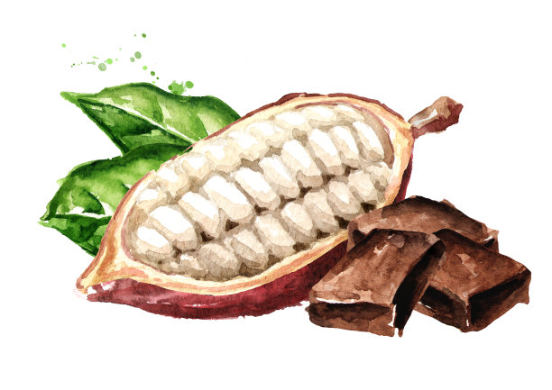 打开可可豆荚与巧克力块。水彩手绘插图，孤立的白色背景图片下载