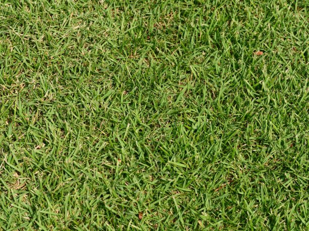 绿草纹理背景图片下载