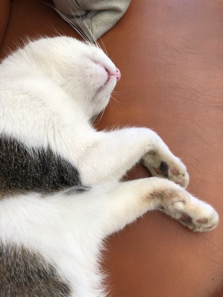 可爱的猫睡在扶手椅上图片下载