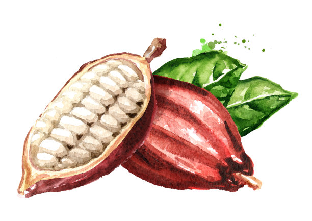 打开可可豆的豆荚和绿叶。水彩手绘插图，孤立的白色背景图片下载