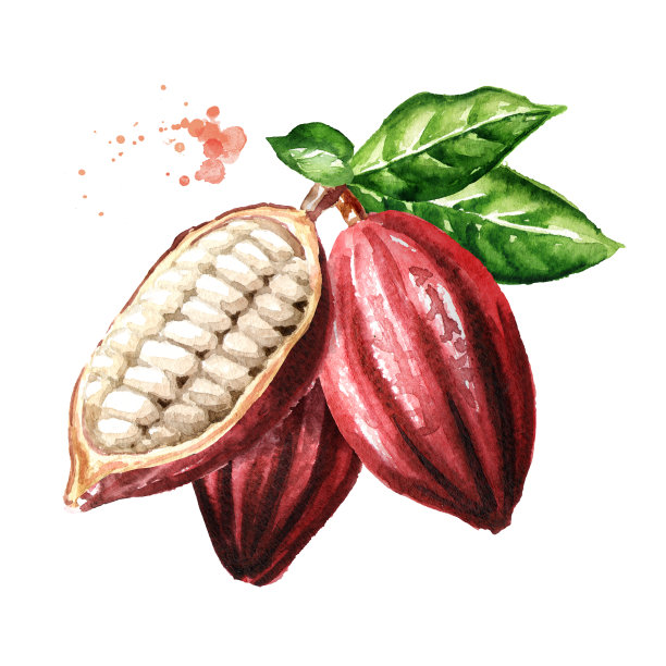 绿色叶子的可可豆荚。超级食物。水彩手绘插图孤立的白色背景图片下载
