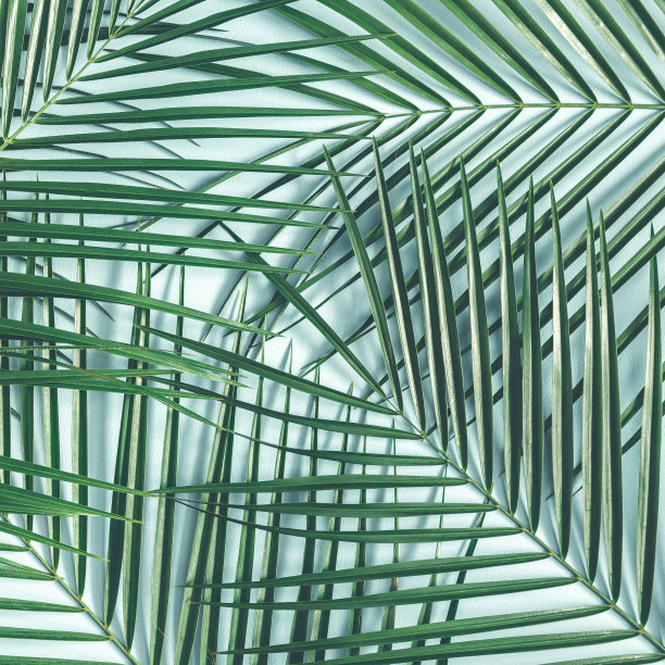 蓝色背景上的热带棕榈叶。夏天的概念。平躺，俯视图，正方形图片下载