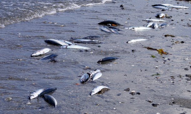 污染了海滩上许多死鲭鱼图片下载