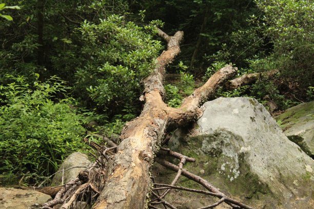 森林冒险图片下载