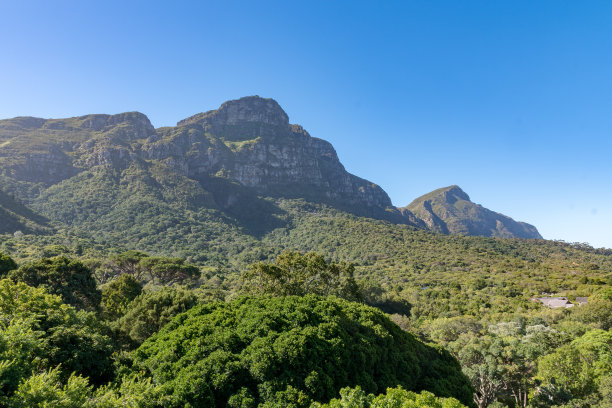 以山为背景的树图片下载
