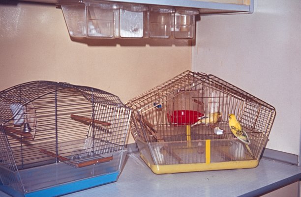 厨房里有笼子的金丝雀图片下载