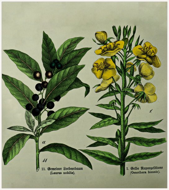 月桂花，双年酒壶-摘自维多利亚风格的植物版画书。1880 - 1889年,德国慕尼黑。图片下载