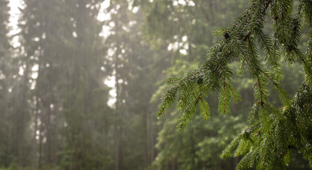 喀尔巴阡的夏日森林图片下载