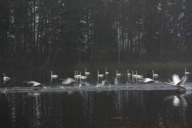 模糊的照片上的秋天黑暗的风景在一个雾蒙蒙的河与一个白色的飞起的天鹅。芬兰、河Kymijoki。图片下载
