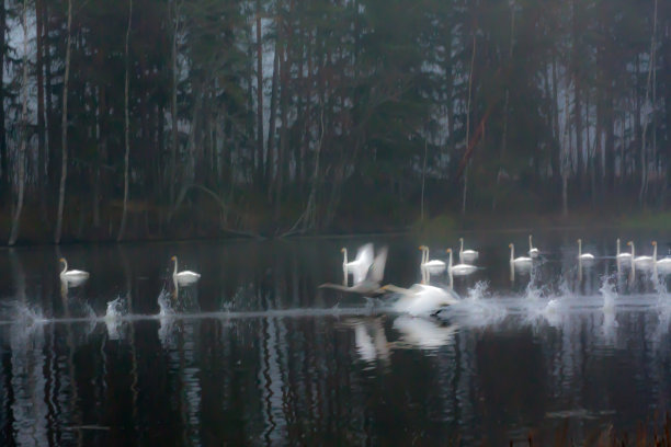模糊的照片上的秋天黑暗的风景在一个雾蒙蒙的河与一个白色的飞起的天鹅。芬兰、河Kymijoki。图片下载