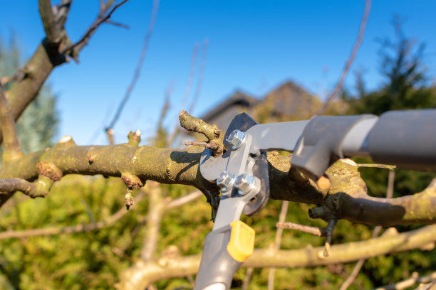 早春砍苹果树。图片下载
