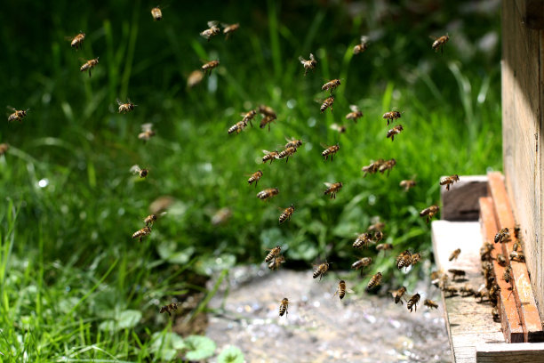 飞行的蜜蜂与木制蜂巢的特写图片下载