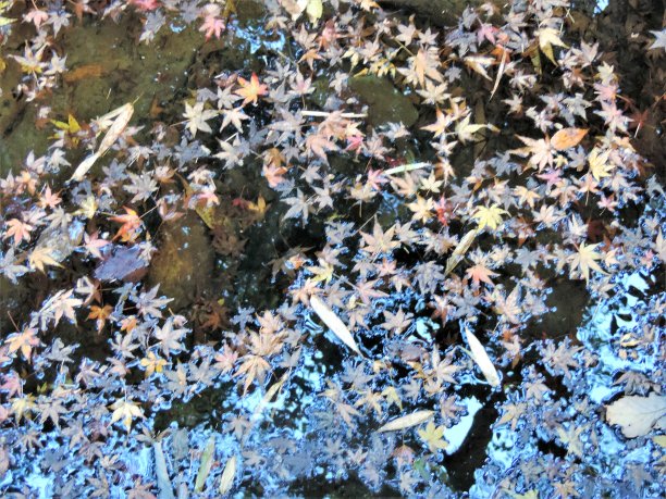 冰冻的池塘表面图片下载