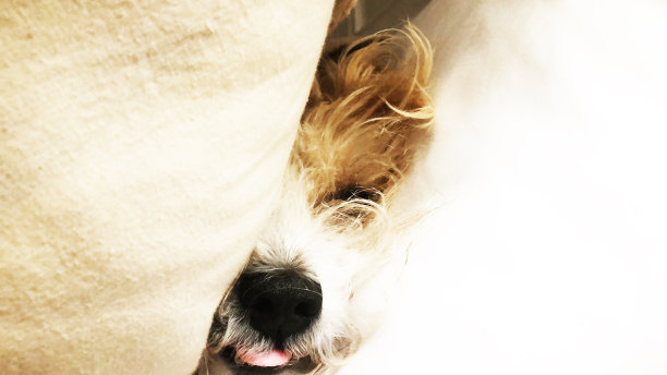 睡觉的狗(Schnoodle)图片下载