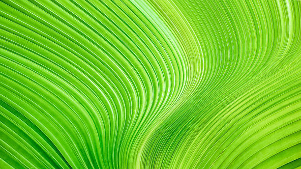 嫩绿的叶子，平滑而扭曲的线条背景。抽象豪华纹理的装饰墙纸。图片下载