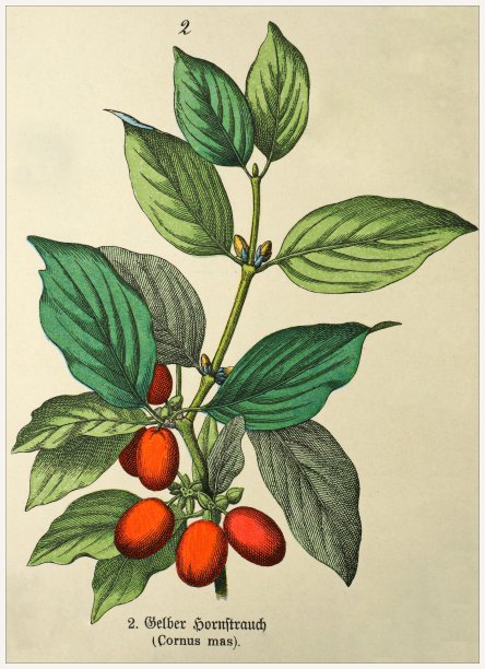 山茱萸-裁剪自维多利亚风格的植物石版画书。1880 - 1889年,德国慕尼黑。图片下载