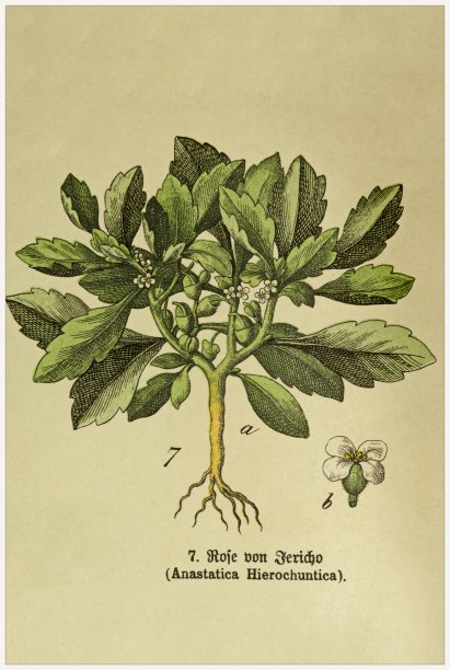 裁剪自维多利亚风格的植物石版画书。1880 - 1889年,德国慕尼黑。图片下载