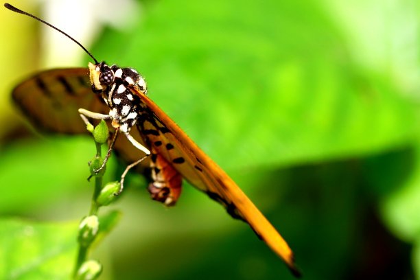 新加坡科尼岛拍摄的蝴蝶图片下载