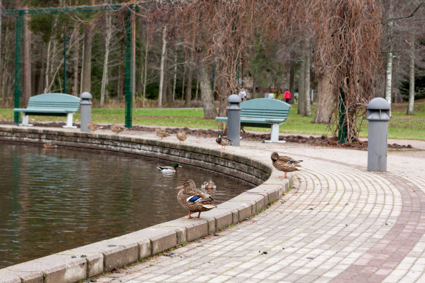 秋天芬兰的圆池塘里有鸭子。图片下载