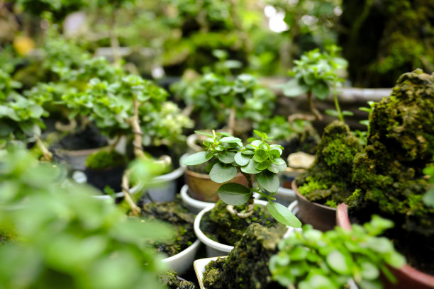 绿色的盆景树。图片下载