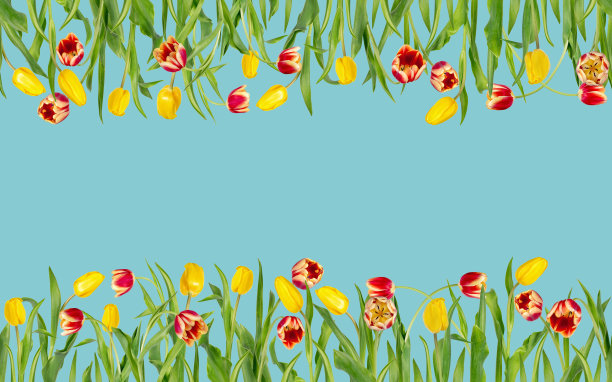 美丽的花无缝边界。红色和黄色的郁金香与绿色的叶子在明亮的模型。蓝色背景上孤立的春花。可以用作横幅或贺卡。图片下载