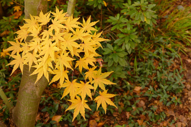 秋天花园场景图片下载