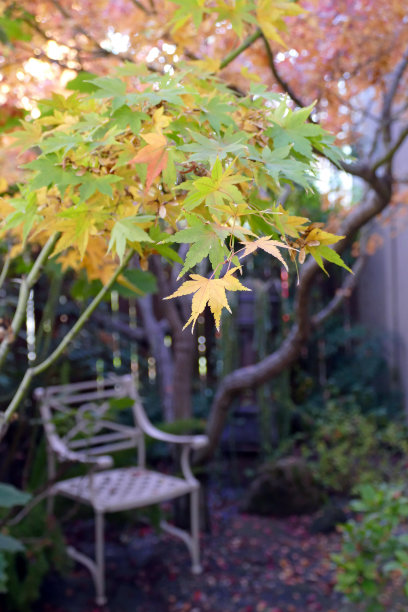 秋天花园场景图片下载