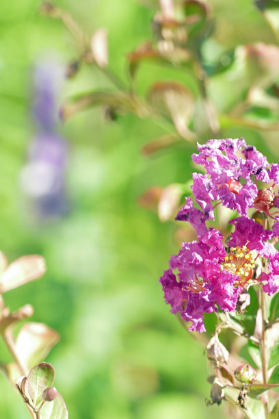 花园场景图片下载