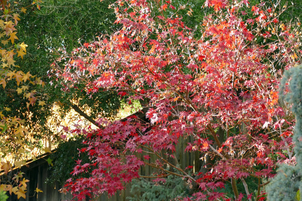 秋天花园场景图片下载
