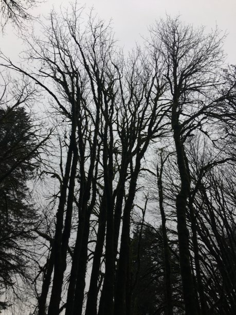 高大的树木图片下载