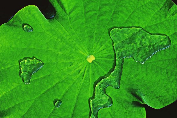 绿色荷叶上自由的水。图片下载