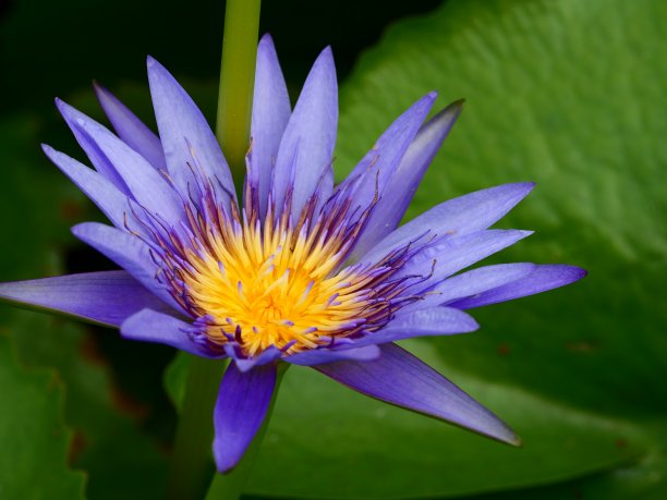 大自然中盛开的紫色睡莲图片下载