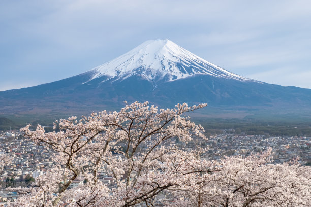富士山樱花在春天樱花在前面富士山在白色孤立的天空背景和城市风景在前面在日本。图片下载