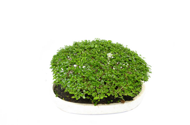 白色背景上的绿色盆景树。图片下载