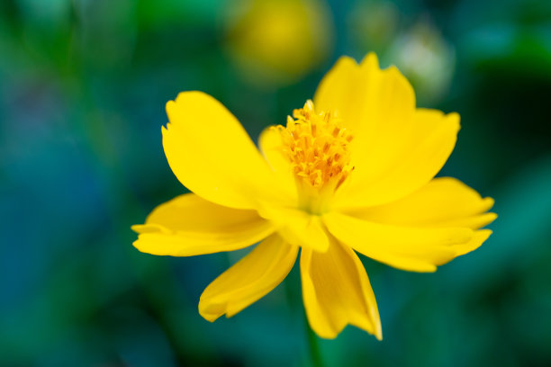 黄色的墨西哥紫菀花。图片下载