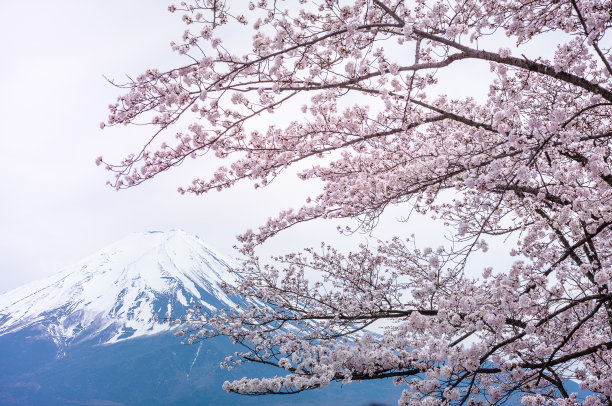 樱花在春天樱花前面的富士山在白色孤立的天空背景，雪在顶部，聚焦近樱花枝在日本富士山背景。图片下载