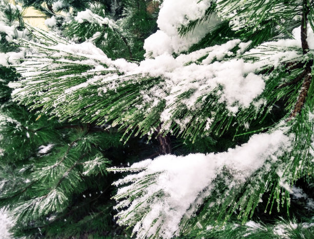 云杉枝背景图片下载