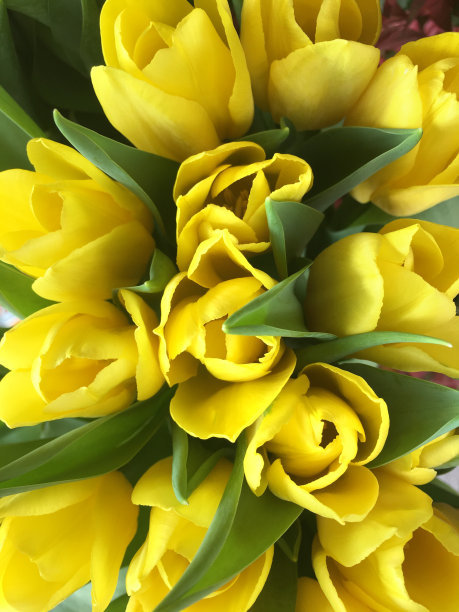 黄色郁金香图片下载