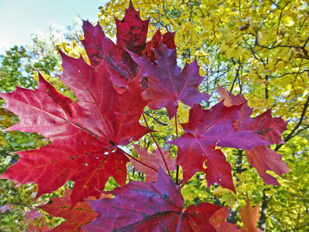 红色的枫叶映衬着黄色的树叶——印度的夏天。图片下载